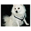 Dog Harness MIMsafe Allsafe - Small