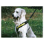 Dog Harness MIMsafe Allsafe - Large