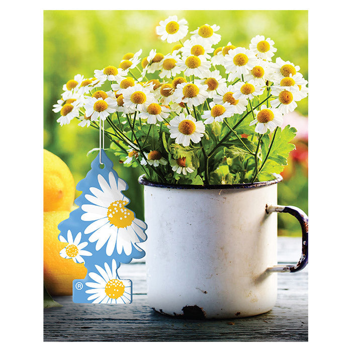 1 Stk. Wunderbaum Daisy Flower